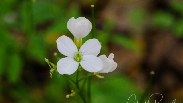 Cardamine californica Milk maids