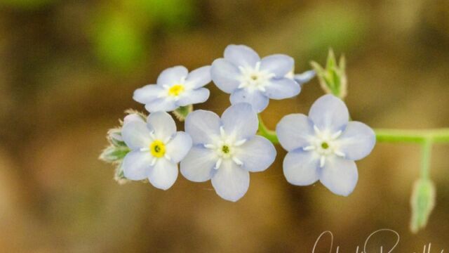 Myosotis latifolia Forget me not