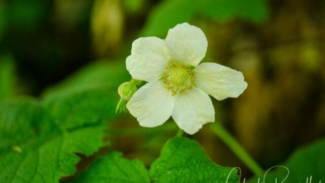 Rubus parviflorus Western thimbleberry