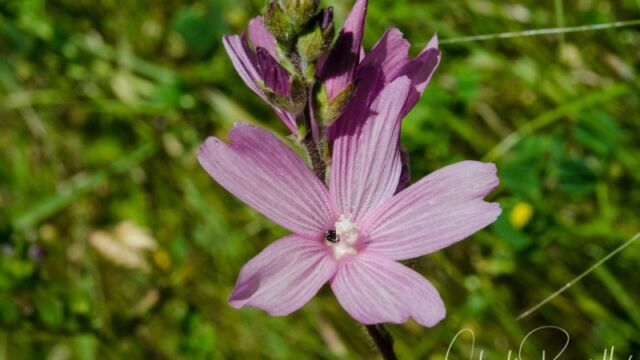 Sidalcea malviflora Checker bloom