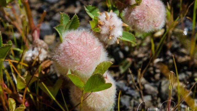 Trifolium tomentosum Woolly clover
