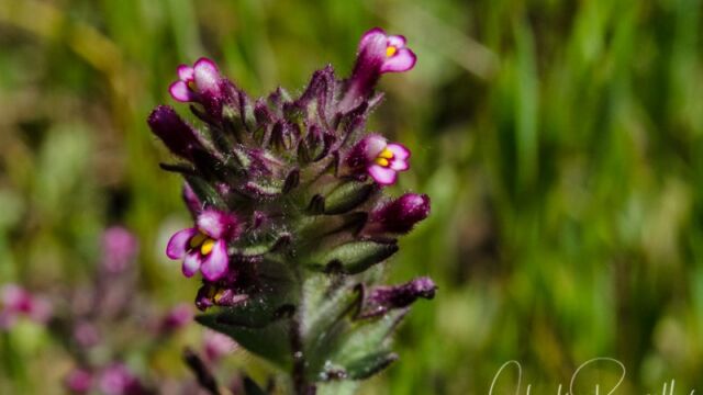 Parentucellia latifolia Broadleaf glandweed