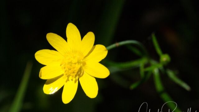 Ranunculus californicus California buttercup