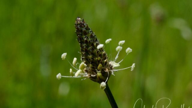 Plantago lanceolata, aka Ribwort English plantain