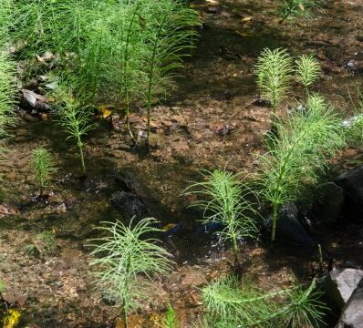 Equisetum spp. Creek crossing on Gravesite trail, Horsetail
