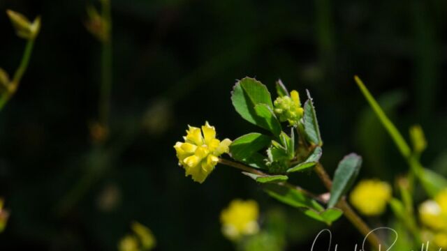 Trifolium dubium Shamrock clover