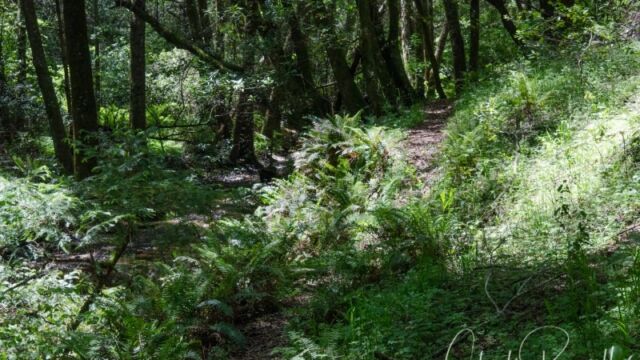 Trail alongside stream in Devil's Gulch