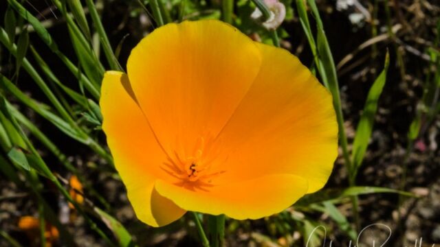 Eschscholzia californica California poppy