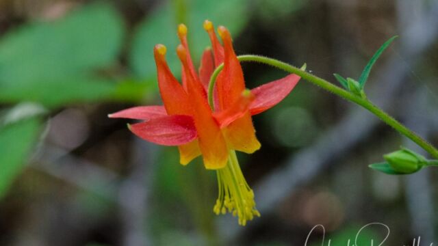 Aquilegia formosa Crimson columbine, Aquilegia formosa