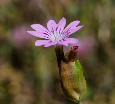 Petrorhagia dubia (aka Windmill pink) Hairypink