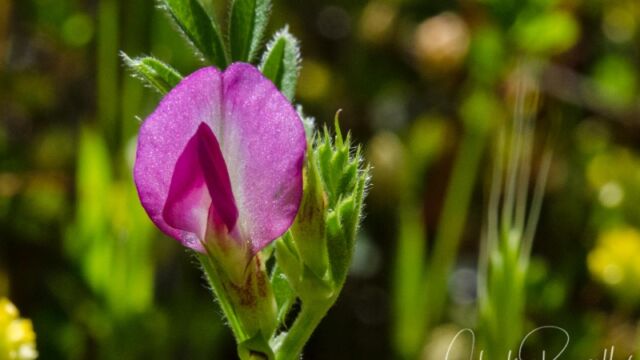 Vicia sativa Spring vetch