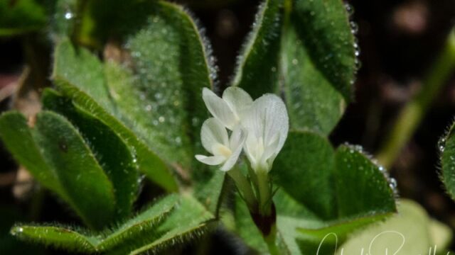 Trifolium subterraneum Subterranean clover