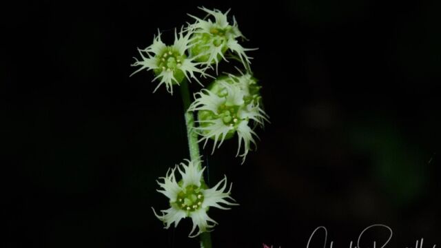 Tellima grandiflora Fringe cups