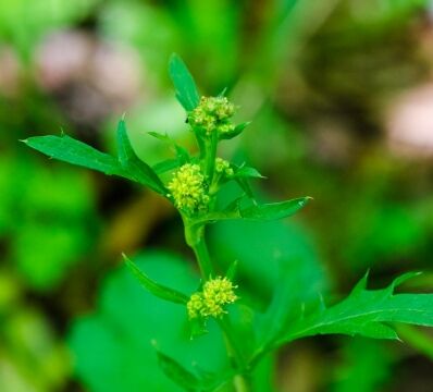 Sanicula crassicaulis Pacific sanicle