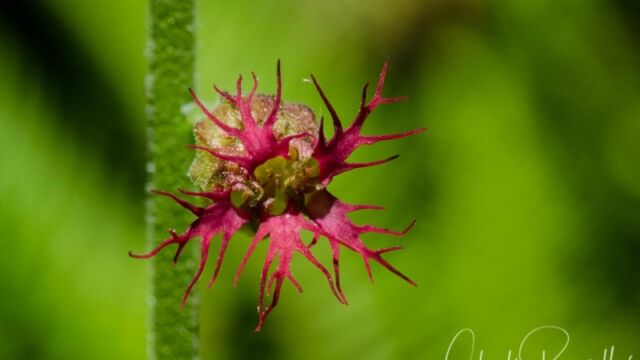 Tellima grandiflora Fringe cups