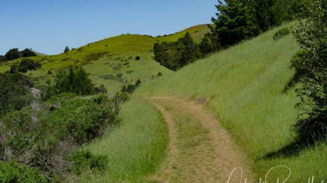 Madrone fire road