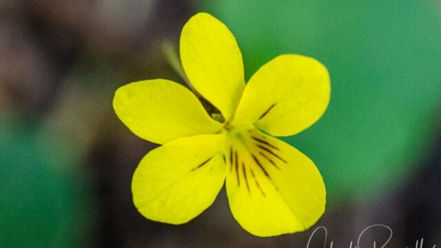 Viola sempervirens Redwood violet