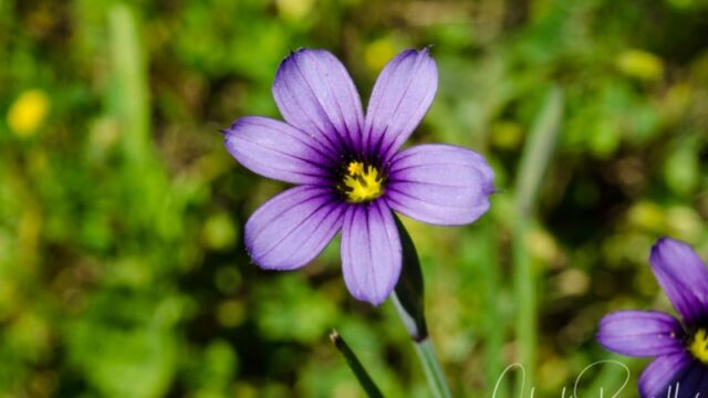 Sisyrinchium bellum Blue eyed grass, Sisyrinchium bellum