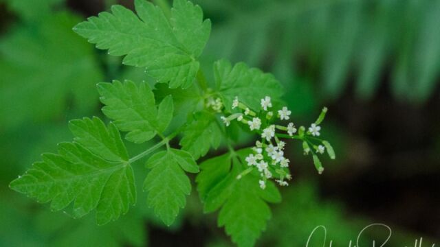 Osmorhiza berteroi Sweetcicely
