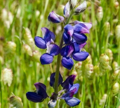 Lupinus affinis (probably) Fleshy lupine