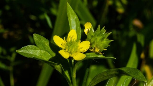 Ranunculus muricatus Spiny buttercup