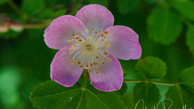 Rosa californica California wild rose