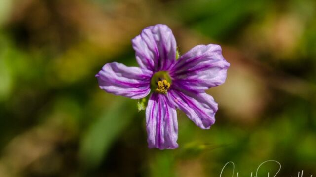 Erodium brachycarpum White stemmed filaree