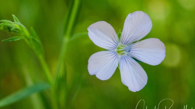 Linum bienne Pale flax