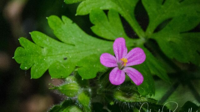 Geranium robertianum Robert's geranium