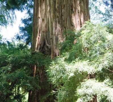 Redwood tree at the bridge over Devil's Gulch