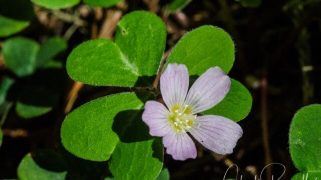 Oxalis oregana Redwood sorrel, Oxalis oregana