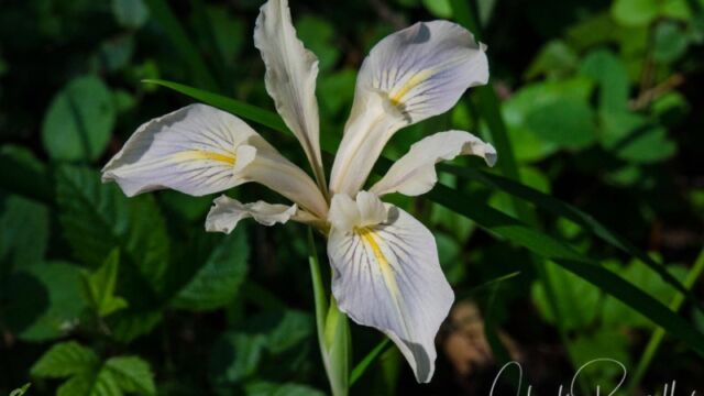 Iris douglasiana Douglas iris, Iris douglasiana