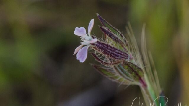 Silene gallica Common catchfly