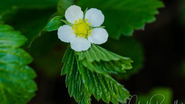 Fragaria vesca California strawberry