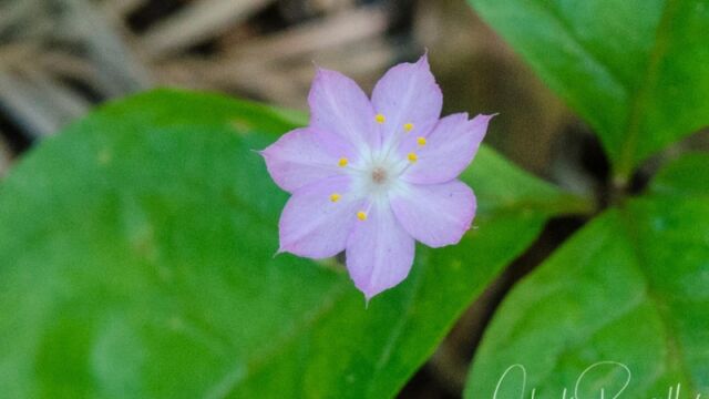 Lysimachia latifolia Pacific starflower