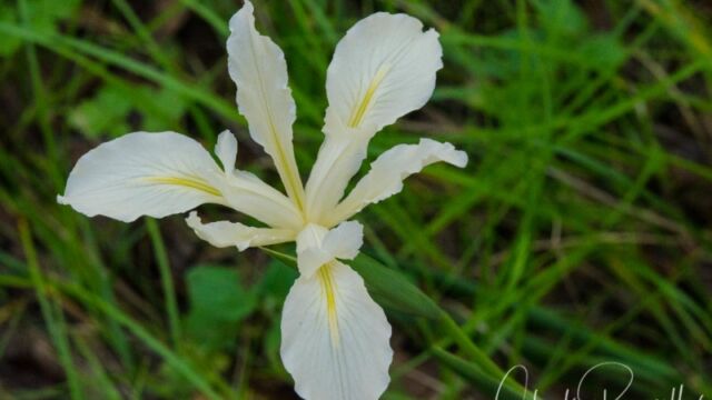 Iris douglasiana Douglas iris