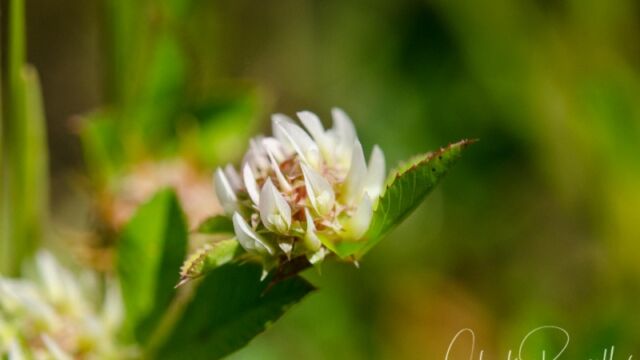 Trifolium glomeratum Clustered clover