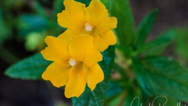 Mimulus aurantiacus (Diplacus aurantiacus ssp. aurantiacus) Bush monkey flower