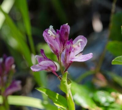 California milkwort, Rhinotropis californica (Polygala californica) California milkwort