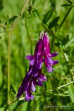 Vicia villosa Hairy vetch