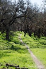 Cougar trail, up on the ridge