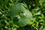 Claytonia perfoliata Miner's lettuce