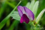 Vicia sativa Spring vetch