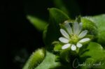 Stellaria media Chickweed
