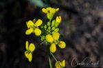 Brassica rapa Field mustard