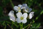 Cardamine californica Milk maids