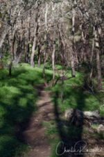 Headingup the Milkmaids trail