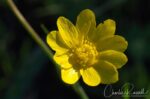 Ranunculus californicus California buttercup