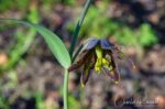 aka Mission bells. Fritillaria affinis Checker lily