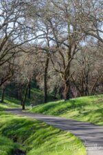 Paved and accessible Valley of the Moon trail